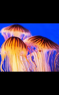 How to download G3 Jelly Fish Live Wallpaper 1.02 mod apk for laptop