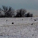 Wild turkey