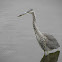 Great Blue Heron (juvenile)