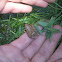 Spring Peeper