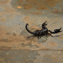 Emperor Scorpion