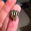 Harnessed Tiger Moth
