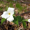 Trillium