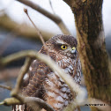 Eurasian Sparrowhawk