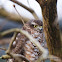 Eurasian Sparrowhawk