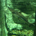 Muskellunge (Muskie)