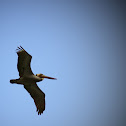 Brown Pelican