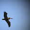 Brown Pelican