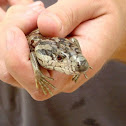 Pink-tongued Skink