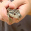Pink-tongued Skink