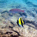 Moorish Idol