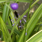 silver streak dianella