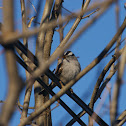 White-crowned Sparrow