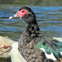 Muscovy Duck