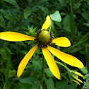 Texas Coneflower