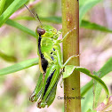 Unknown Grasshopper