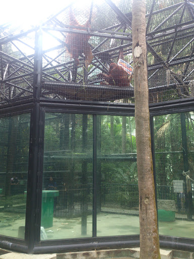 Monkey Cages
