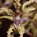 orchid