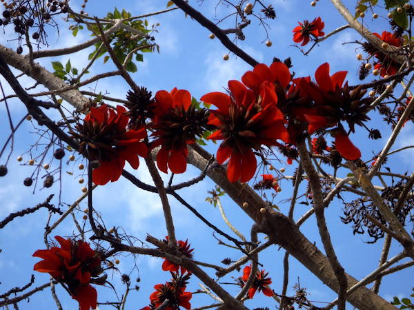 Árbol del coral | Project Noah