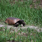 Gopher tortoise