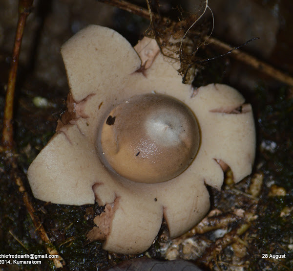 "shotgun fungus" or "cannonball fungus" Project Noah