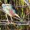 Green Heron