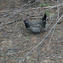 Spruce Grouse
