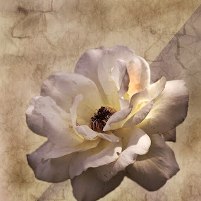 by Irena Klemenčič - Digital Art Things