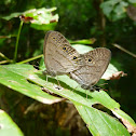 Carolina Satyr