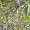 Needham's Skimmer