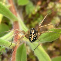 Araña. Spider Oxyopes