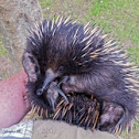 Short-beaked Echidna