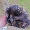 Short-beaked Echidna