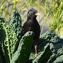 Common Starling