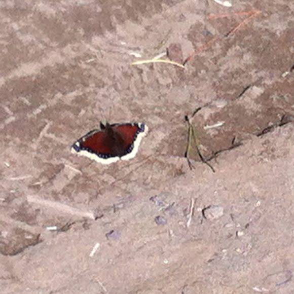 Spotting Image 1