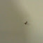 Mosquito