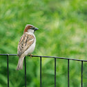House sparrow