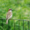 House sparrow