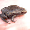 Narrowmouth Toad