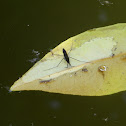 Water Strider