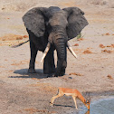 Tembe Elephant