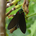 Forester moth
