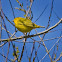 Yellow Warbler