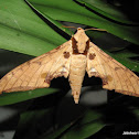 Sphingidae
