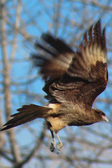 Spotting Image 1