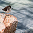 Common Sandpiper (磯鷸)