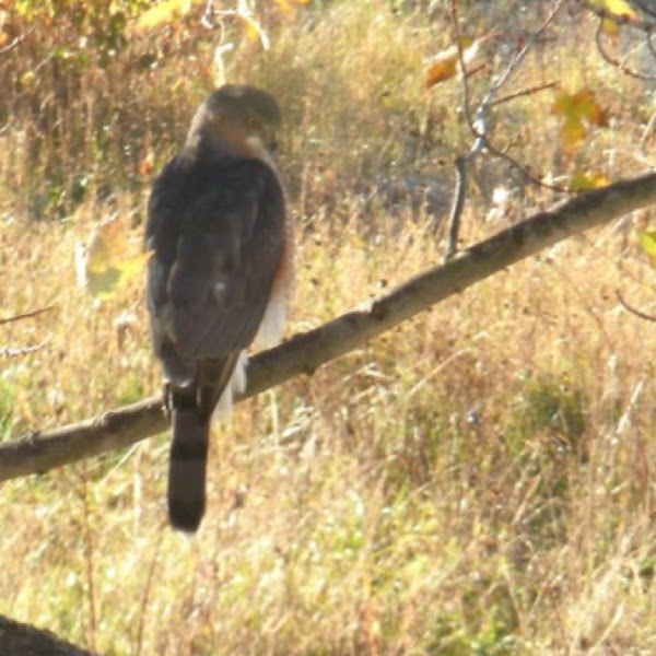 Cooper's hawk Project Noah