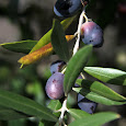 Parque Nacional das Serras de Aire e Candeeiros' Biodiversity (Portugal)