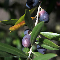 Parque Nacional das Serras de Aire e Candeeiros' Biodiversity (Portugal)