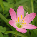 Pink Rain Lily